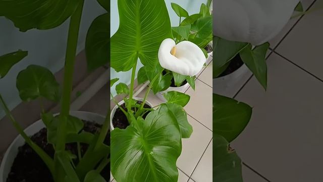 Очень интересные цветы: как цветут домашние каллы смотреть онлайн