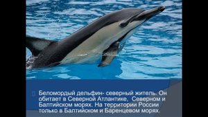 Видеопрезентация Беломордый дельфин с голосом