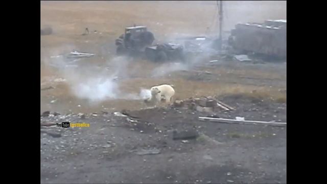 Белый медведь фальшфейер дымовая шашка ракетница Polar bear смотреть онлайн