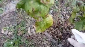 Копеечный способ в разы улучшить эффект от осенней побелки деревьев. Используем белизну!