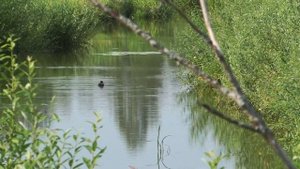 Камчатская песня А утки хама-хама-хама ик-ик-ик?