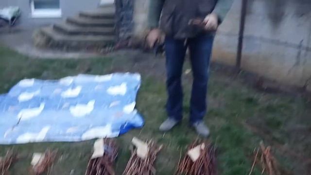 Виноград. Заготовка и хранение черенков винограда осенью. Как  заготовить черенки винограда.
