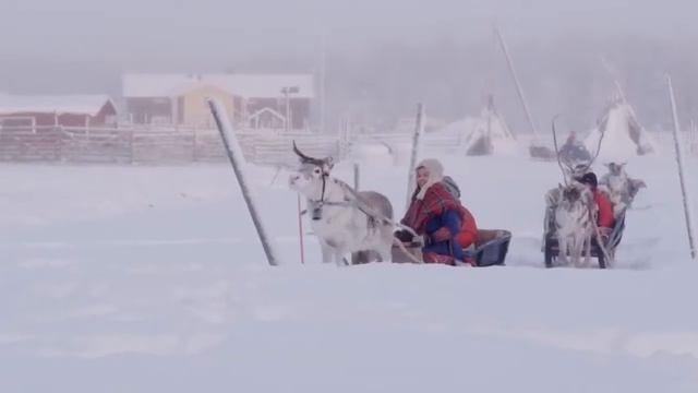 Олени - символ финской Лапландии