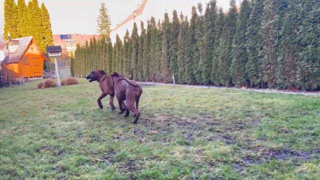 Риджбеки в гостях у звезды 🌟 смотреть онлайн