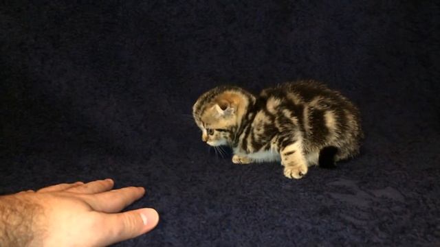 Шотландская вислоухая девочка черный мрамор №3, февраль 2015 смотреть онлайн