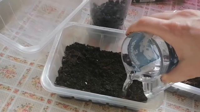 Микрозелень из подсолнечника. Проращивание проростков семян подсолнечника. Вкусно и очень полезно!