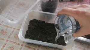 Микрозелень из подсолнечника. Проращивание проростков семян подсолнечника. Вкусно и очень полезно!