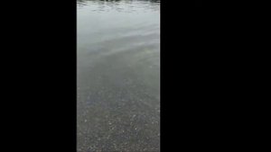 Валентинович вытаскивает самку кеты
