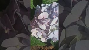 Гортензия крупнолистная сорт Букет Роуз. Советы по уходу в описании ?.