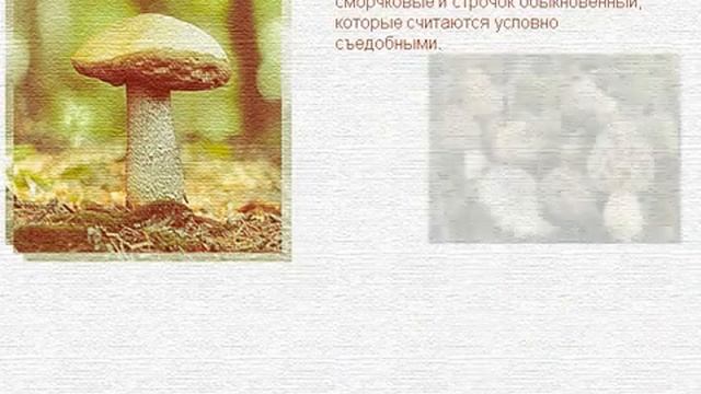 Шляпочные грибы 1.AVI смотреть онлайн