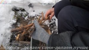 Как сохранить черенки винограда до весны.Хранение черенков винограда зимой.Условия хранения черенко