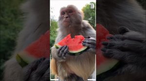 The Best of Monkey Videos - A Funny Eating Monkeys Compilation Ep215