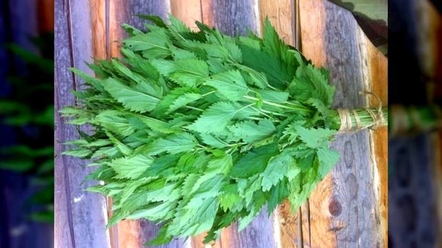 В бане веник — Дороже Денег! Виды Веников и их Польза для здоровья смотреть онлайн