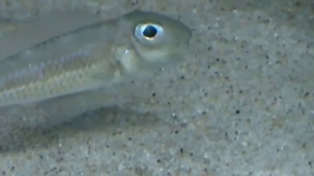 Asprotilapia leptura with fry – kopia смотреть онлайн