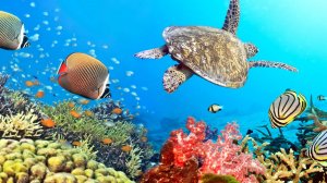 "ПОДВОДНЫЙ МИР"