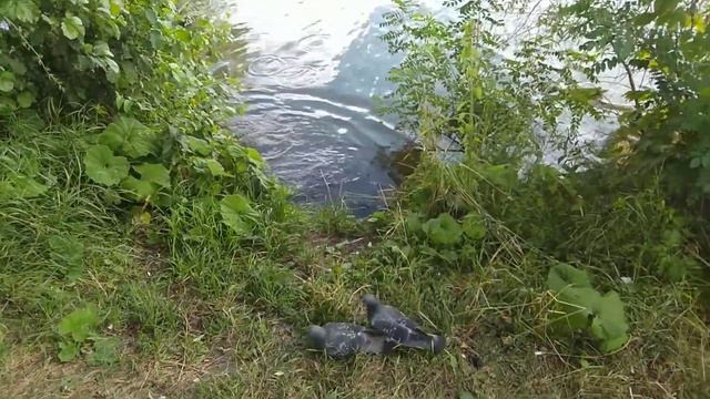 Утки и голуби смотреть онлайн