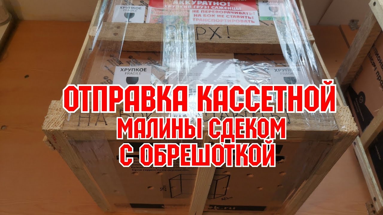 Кассетная рассада малины! Как мы пакуем и отправляем!