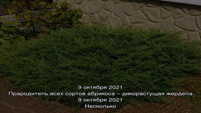 Украшение альпийских горок — можжевельник Андорра Компакт