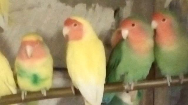 неразлучники масковые.фишера.розовощекие смотреть онлайн