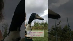 Определение пола у бегунков