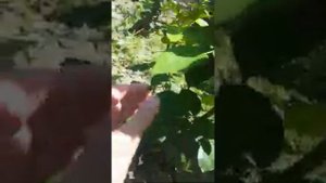 Роза Каталина