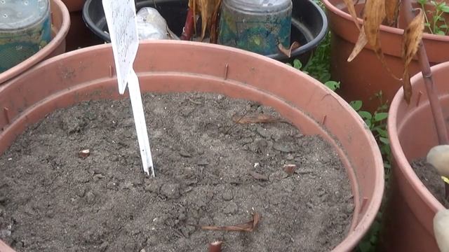 Готовлю восточные лилии к зимовке. смотреть онлайн