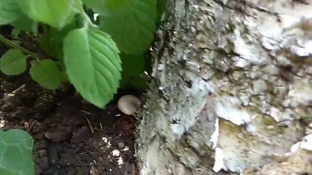 Грибы на даче. Вешенки смотреть онлайн