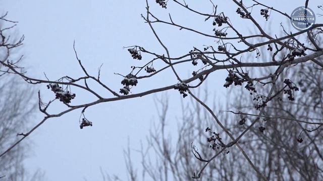 День Ковдорского района смотреть онлайн