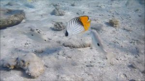 Ностальгия по Красному морю, теплой прозрачной воде, Нитеперая рыба бабочка