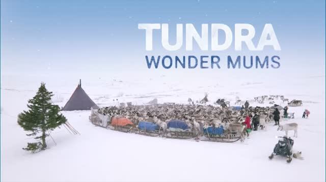 Tundra Wonder Mums. Russian Documentary (English translation)