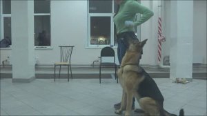 Овчарка Грей. Занятие по дрессировке (ОКД): команда Рядом. Тольятти, 7 ноября 2017.