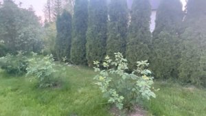 Июнь, прогулка по саду