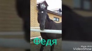 Наши лошади. /Казанский ипподром