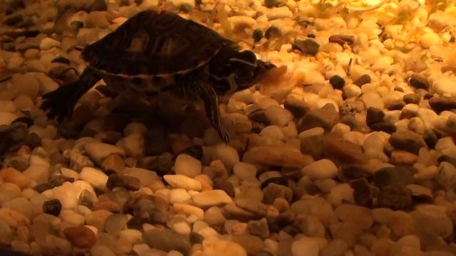 Trachemys scripta troostii - Żółw Żółtolicy - Turtle Tank - Jego pierwsza suszona krewetka