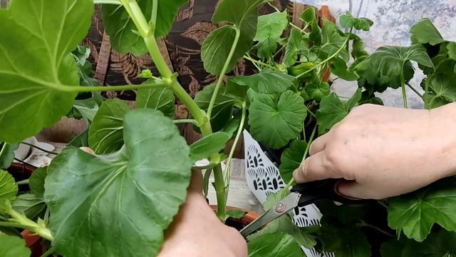 ГЕРАНЬ //почему желтеют листья //вытягиваются // смотреть онлайн
