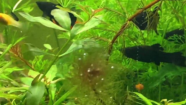 Какие условия нужны растениям для роста!? смотреть онлайн