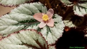Прелестная бегония Ивнинг Глоу (Begonia Evening Glow)