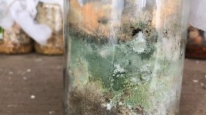 Выращиваем Metarhizium anisopliae(метаризин) против вредителей