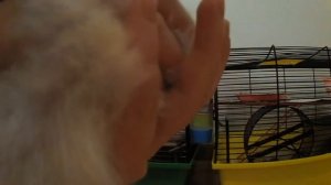 ЗУБЫ ХОМЯЧКОВ // ВСЕ О ЗУБАХ ХОМЯКОВ