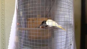 09 Разведение попугаев Две пары 22.04.17 Разведение