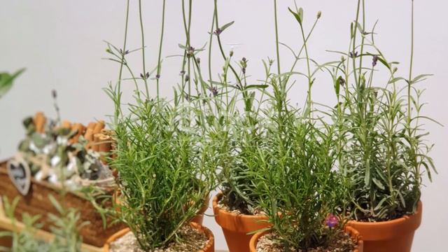 How to Grow and Care for a Lavender Plant Indoors смотреть онлайн