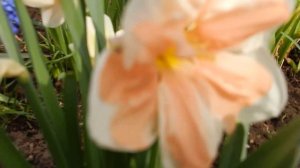 розовые нарциссы