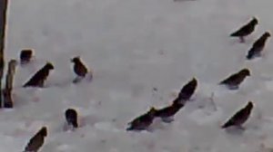 Птички с хохолками