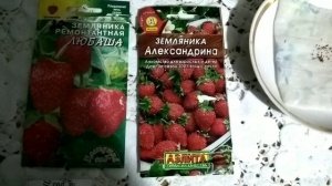 Земляника- посев методом ускоренной стратификации.