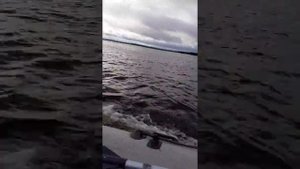 Хонда 8 раздушена до 10