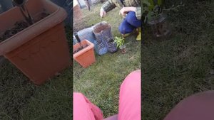 Сажаем черенки вербы