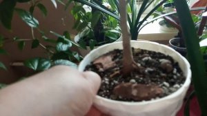 Пересадка кактусов