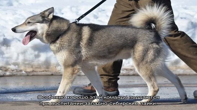 Как дрессировать лайку: воспитание щенка в домашних условиях смотреть онлайн