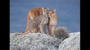 Удивительные соседи. Пума