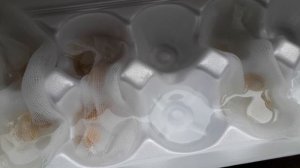 Сажаем тыкву!